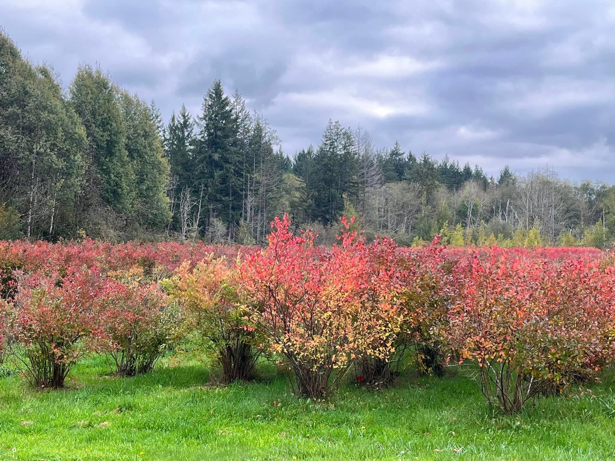 Blueberry rows in autumn light