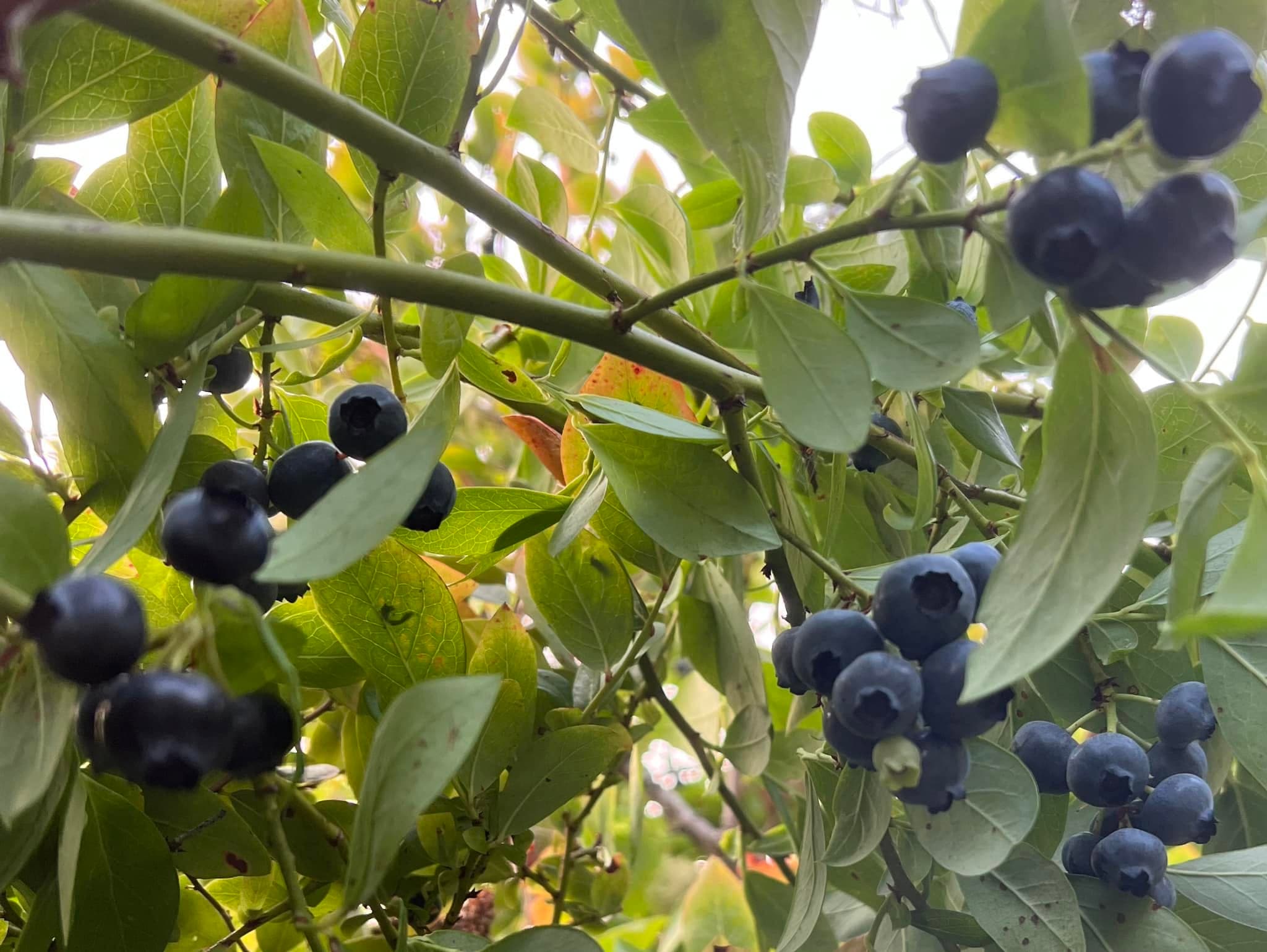 Ripe blueberries on the bush