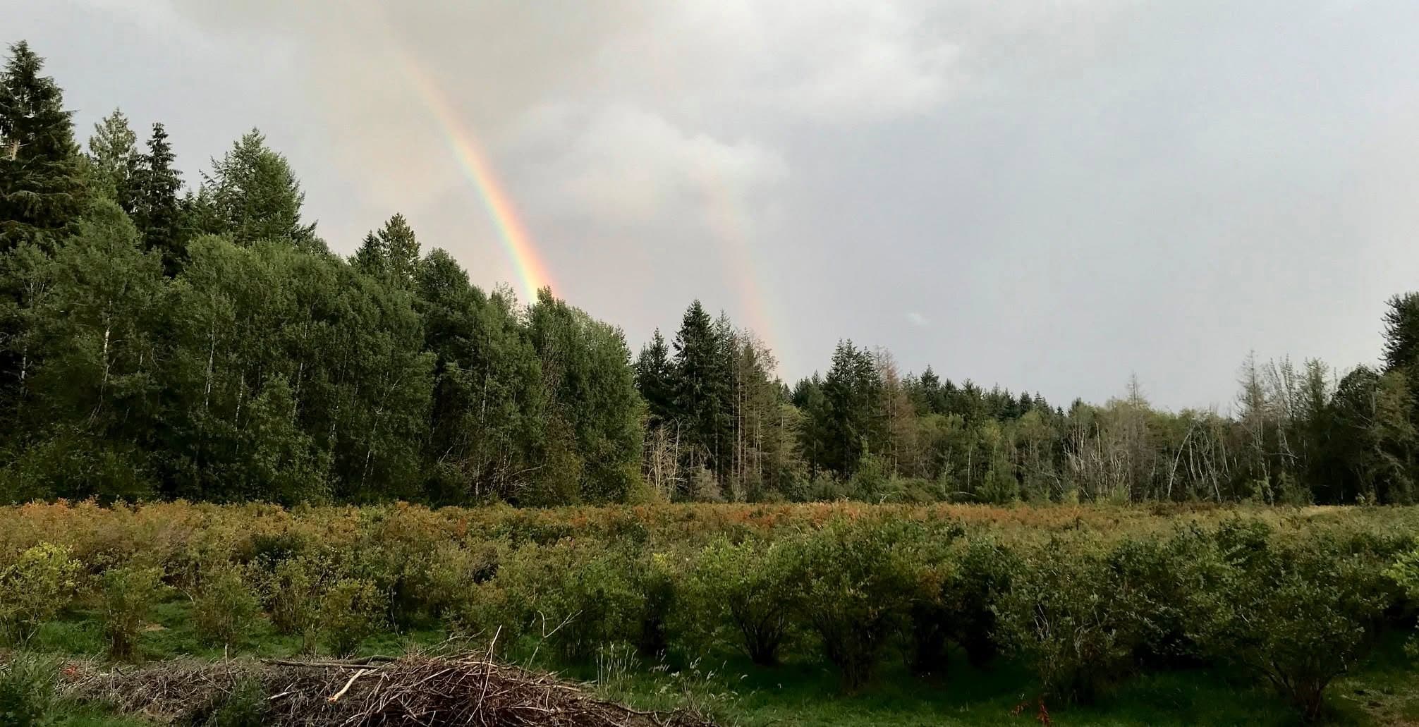 Rainbow over the farm